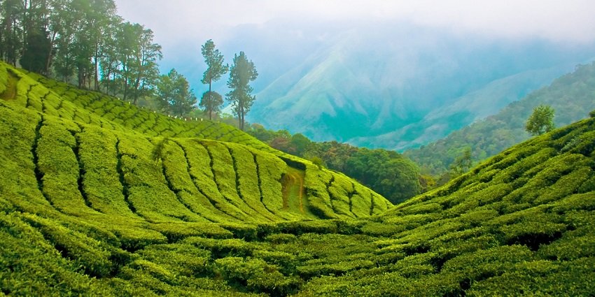 Munnar Hills