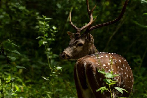 Wayanad Forests